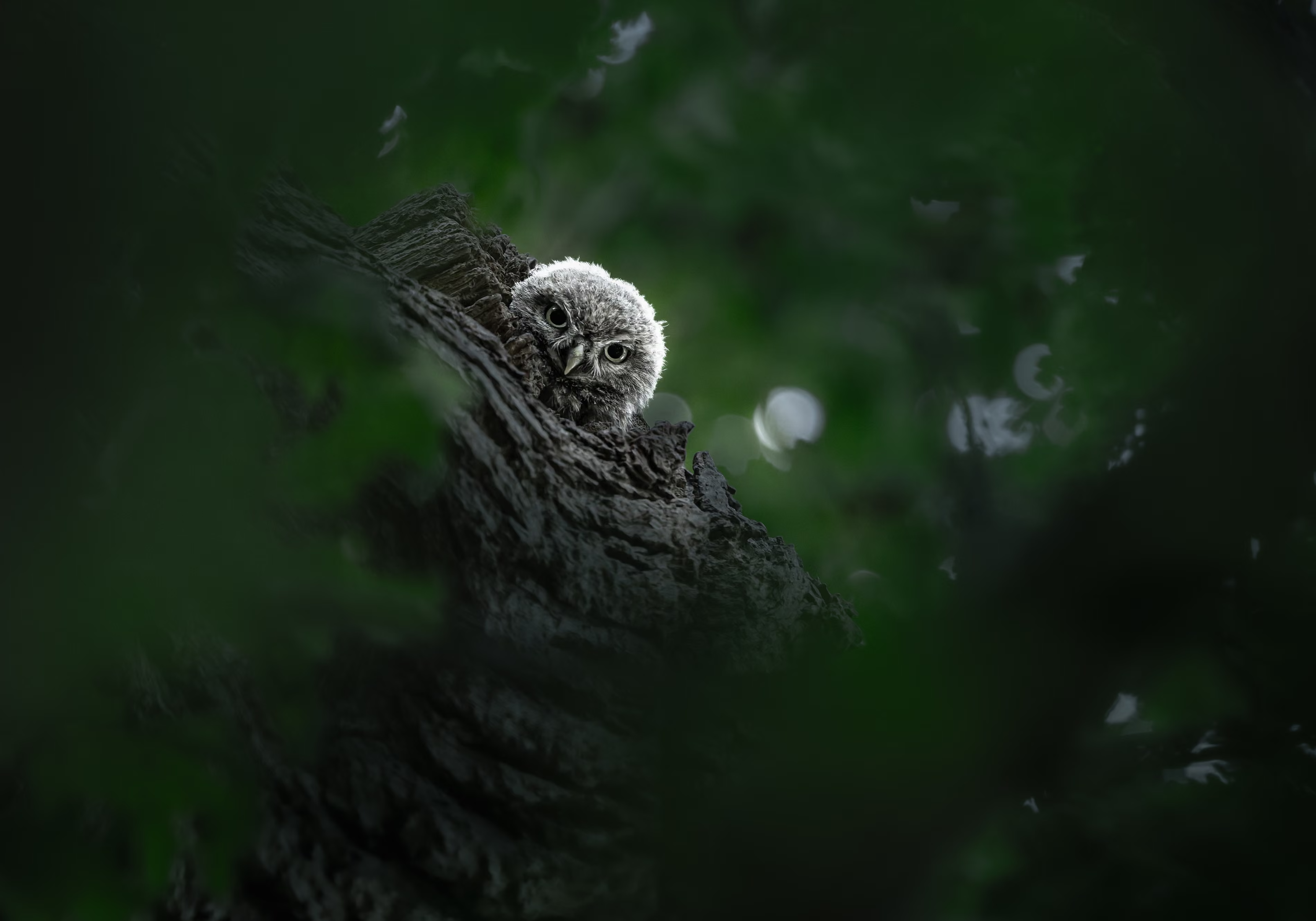 An owlet peeking out at night.