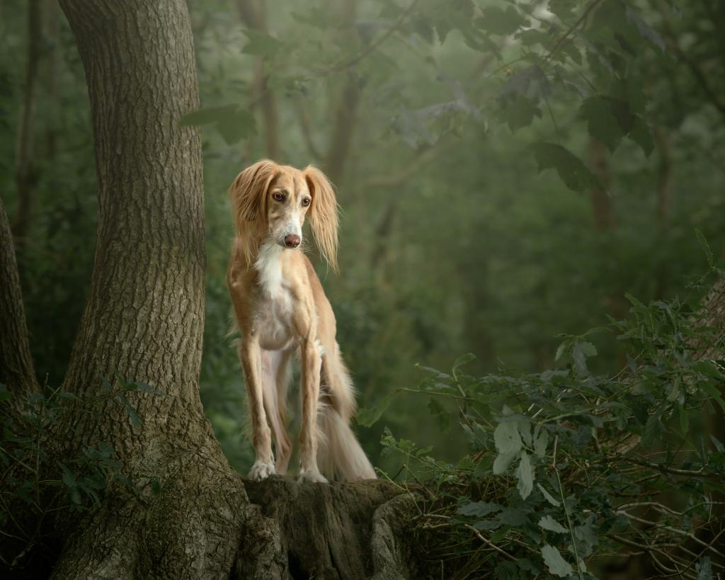 A dog in a forest.