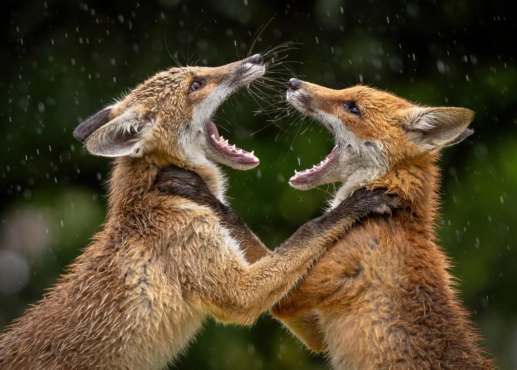 Fighting foxes in the rain.