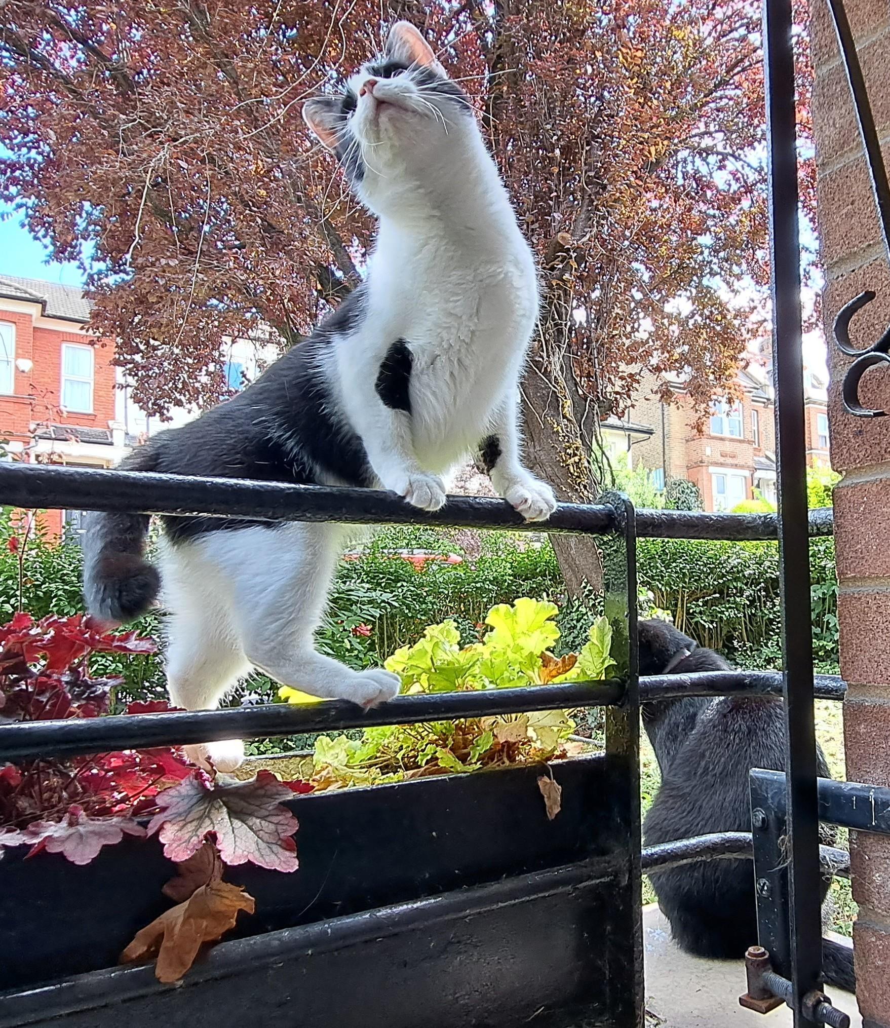 Molly, a black and white cat, is standing on a balcony, her front paws up on the railing, and her nose in the air happily. Behind her, Max, a black cat, is sitting on the corner of the balcony, looking out at the world a bit grumpily.