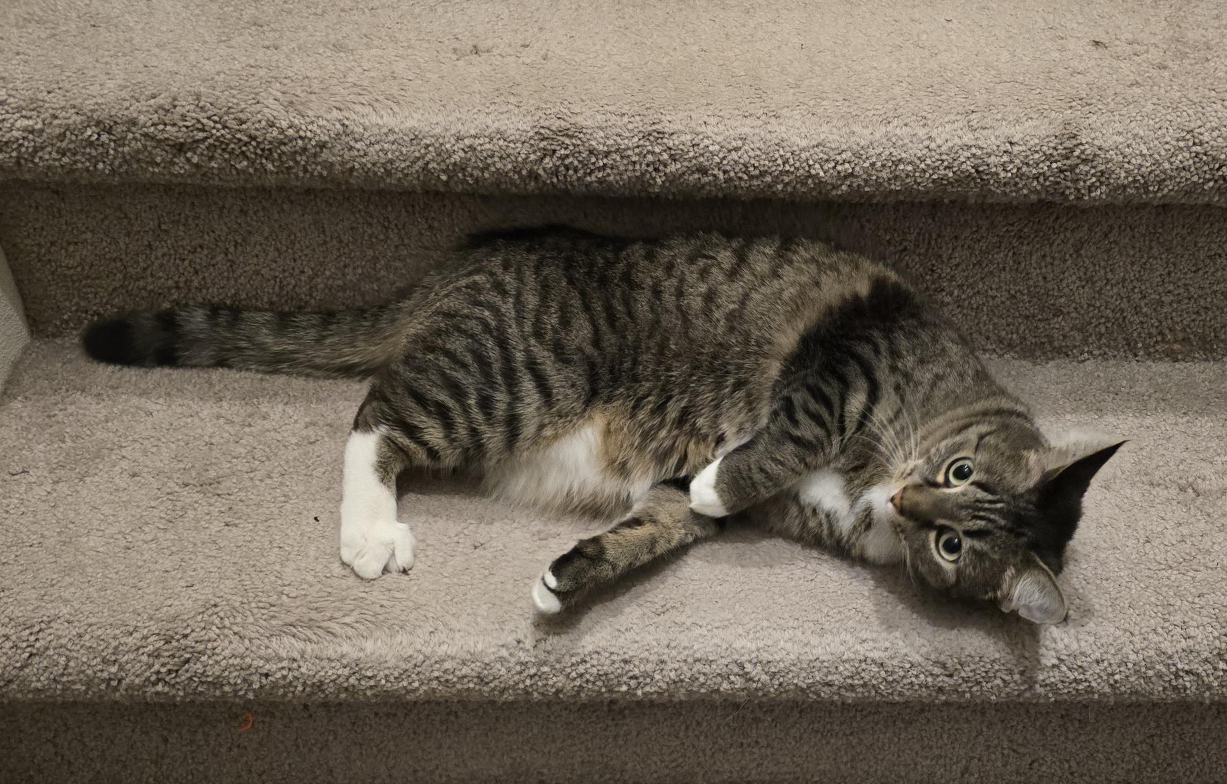 A brown tabby cat with white paws and chest lays on her side on a staircase, looking at the camera