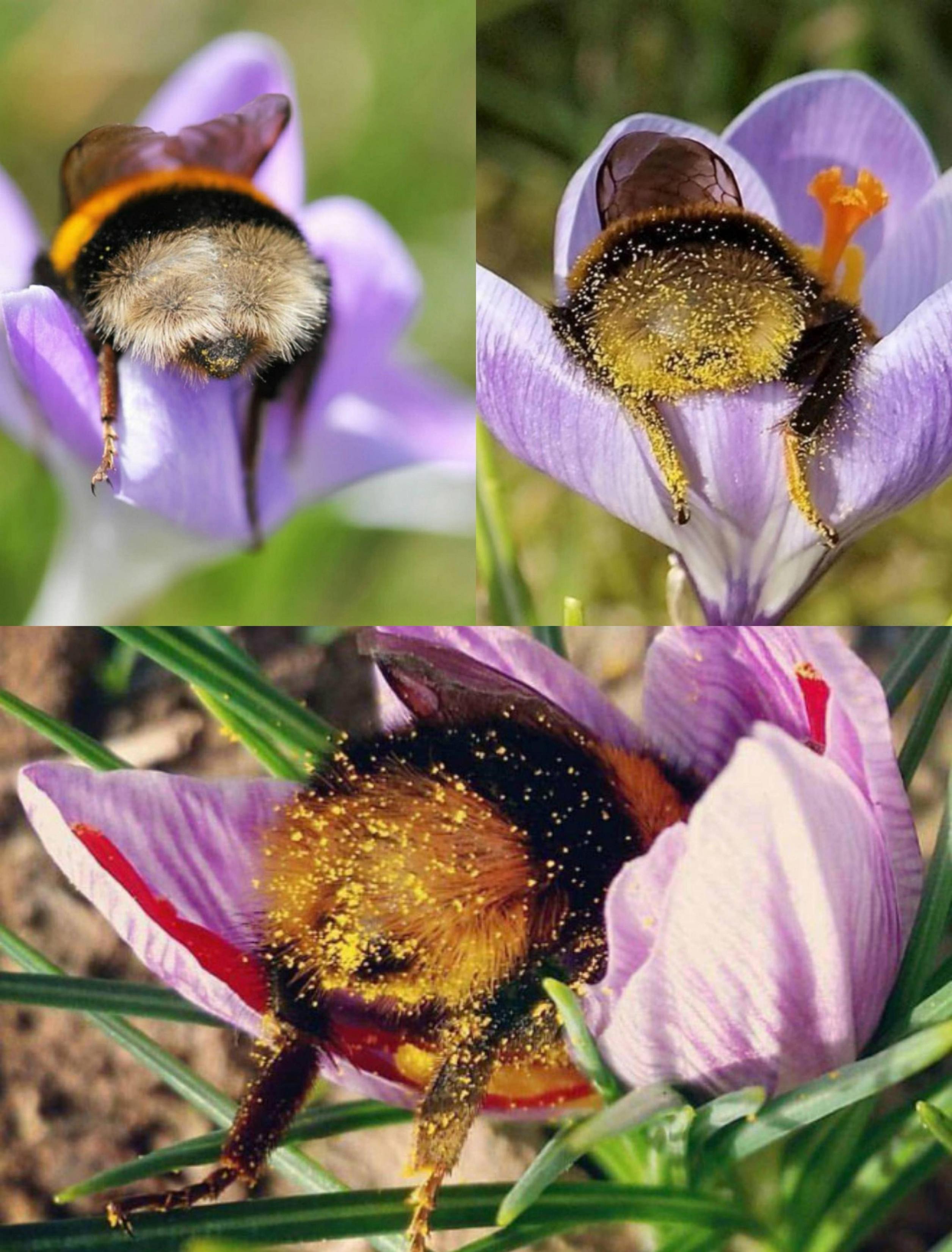 Three close-up images of bumblebees with adorably hairy butts and hanging little legs, collecting pollen from purple flowers. Each bee is covered in yellow pollen.