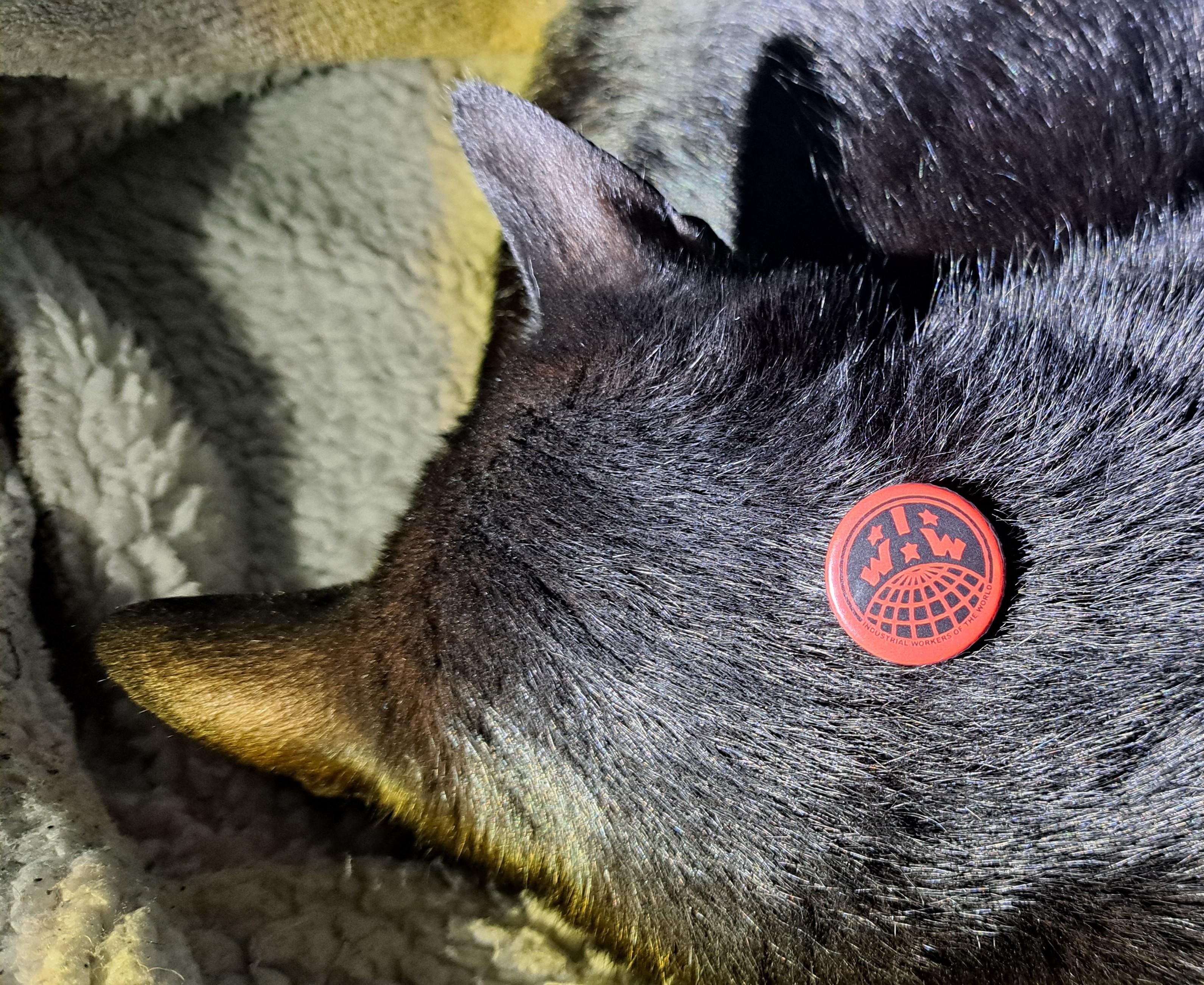 The back of a black cat's head - with a red IWW badge resting on his neck (don't worry - I didn't pin it on)