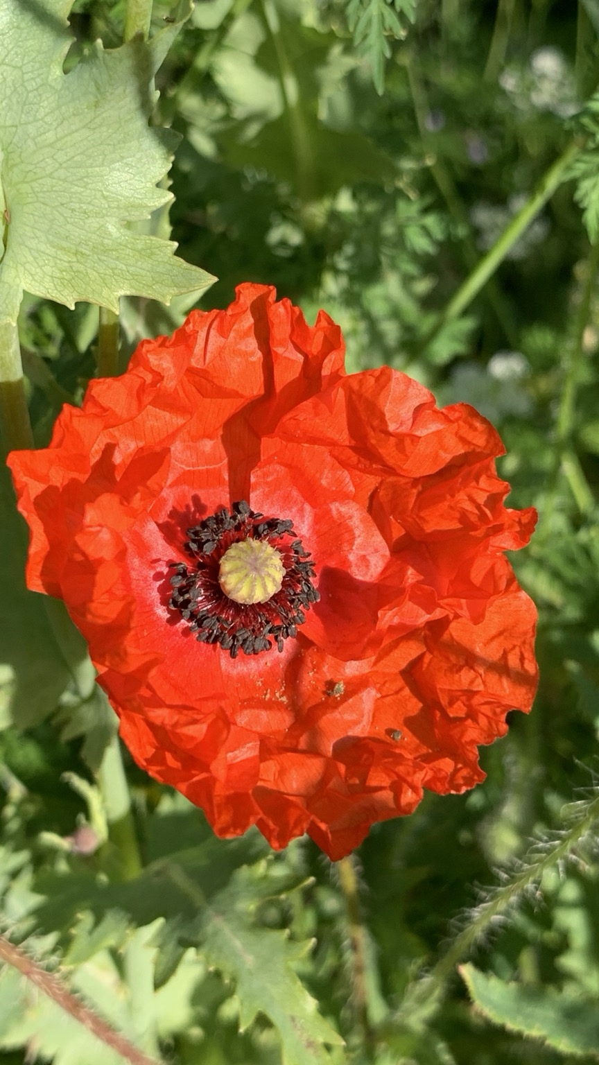 Türkischer Mohn