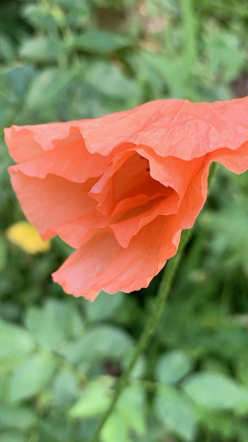 Orange mohnblüte