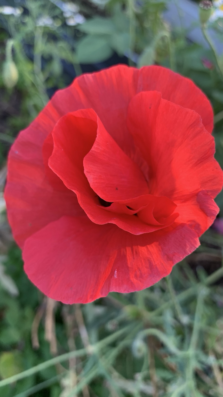 Rote mohnblüte