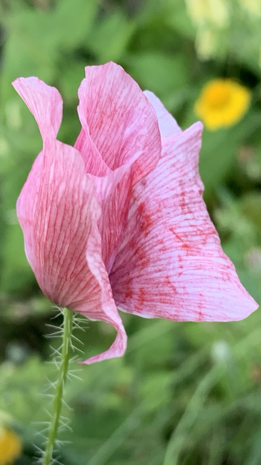 Rosa Mohnblüte