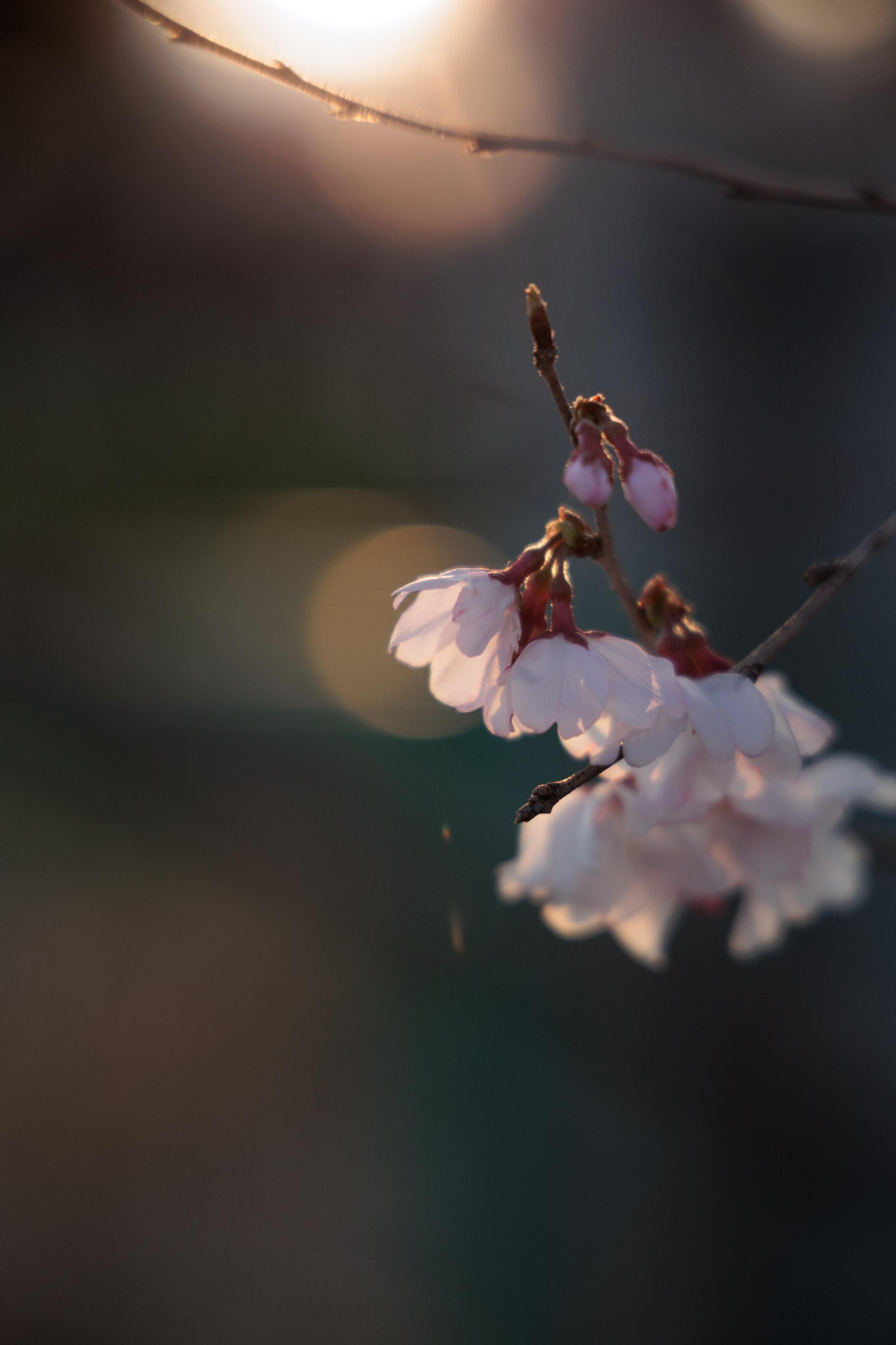 Close-up of delicate pink cherry blossoms on a branch with soft sunlight and bokeh in the background.