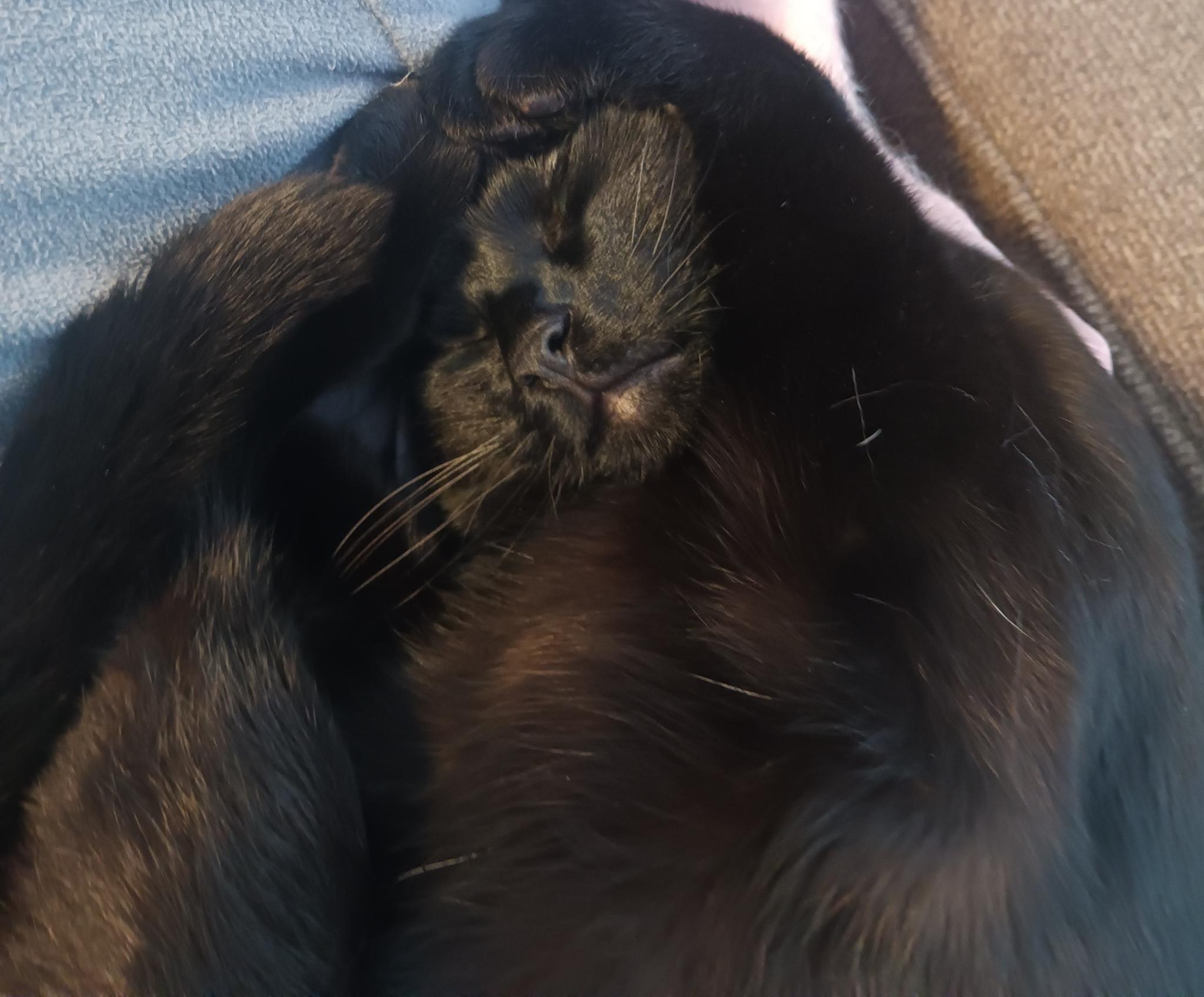 A black cat is curled up asleep