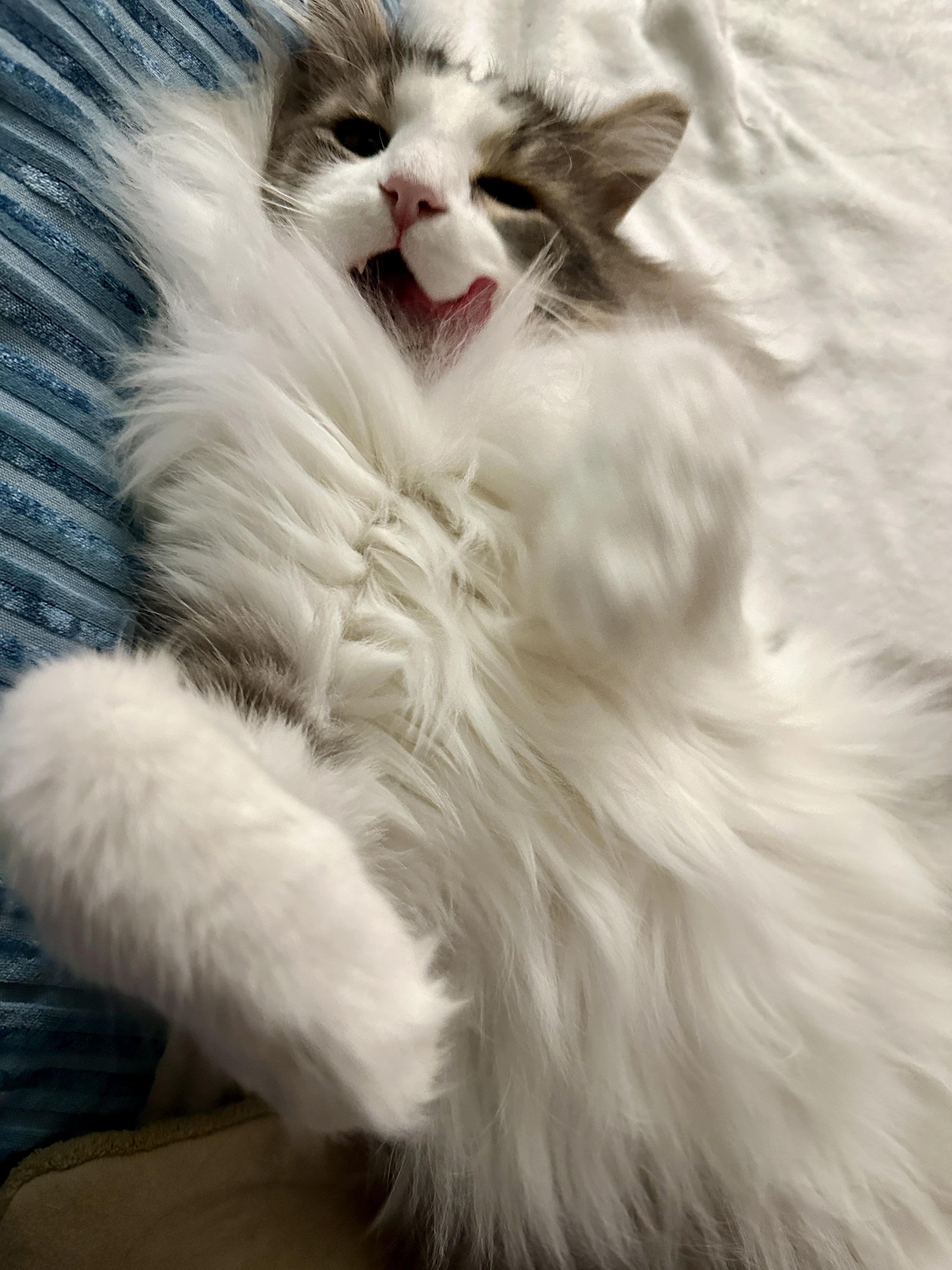 Thor, a fluffy grey and white bicolor half-Ragdoll cat, lounging on his back with his mouth open as he licks his lips. His tongue is out and he’s licking the left side of his mouth. He just enjoyed a delicious dinner.