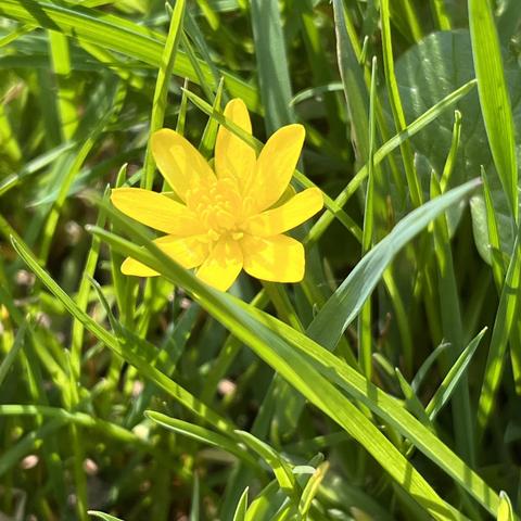 Gelbe Blüte im Gras