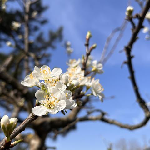 Weiß blühender Pflaumenbaum.