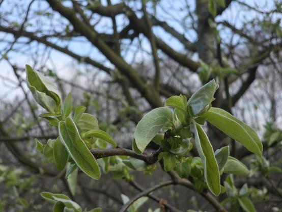 Frische grüne Knospen