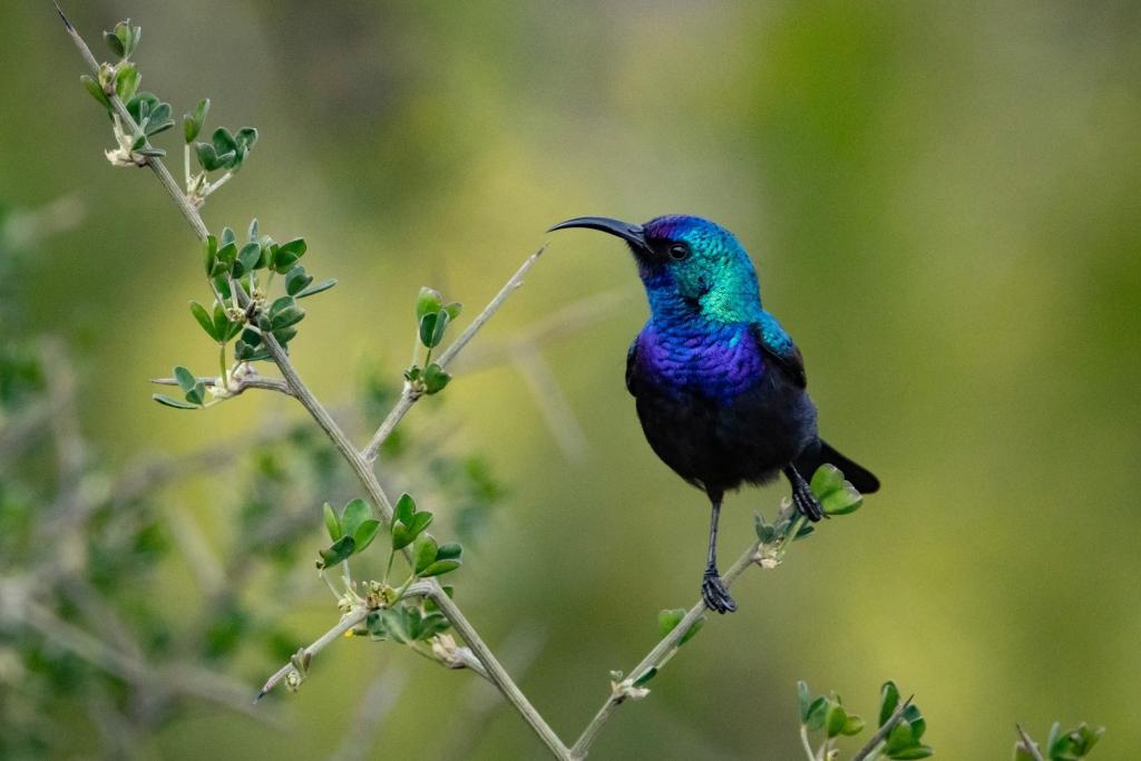 An iridescent male Palestine sunbird sits on a tree branch.