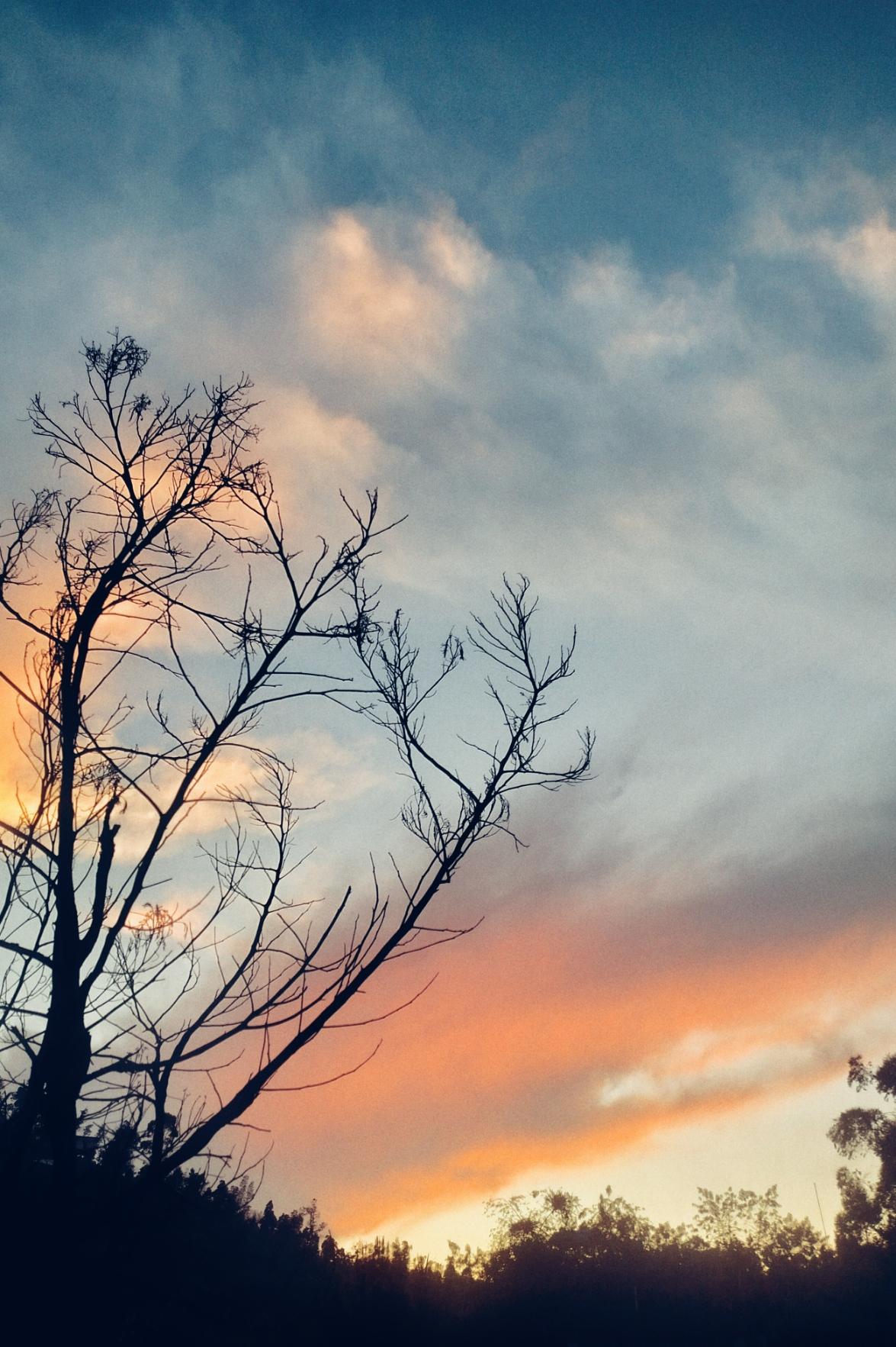 Silhouette of leafless acacia branches against a cloudy and colorful sunset