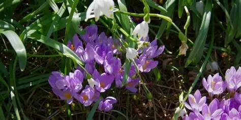 A photograph of purple crocus and white spring snowflake flowers.