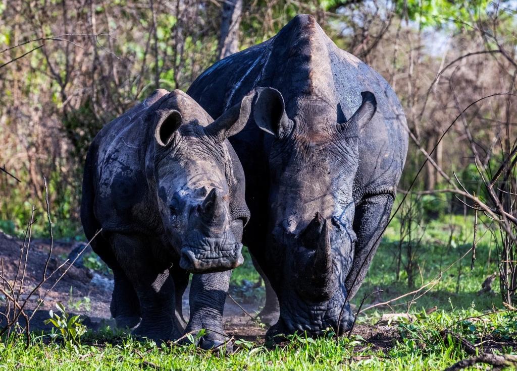 Two rhinos.