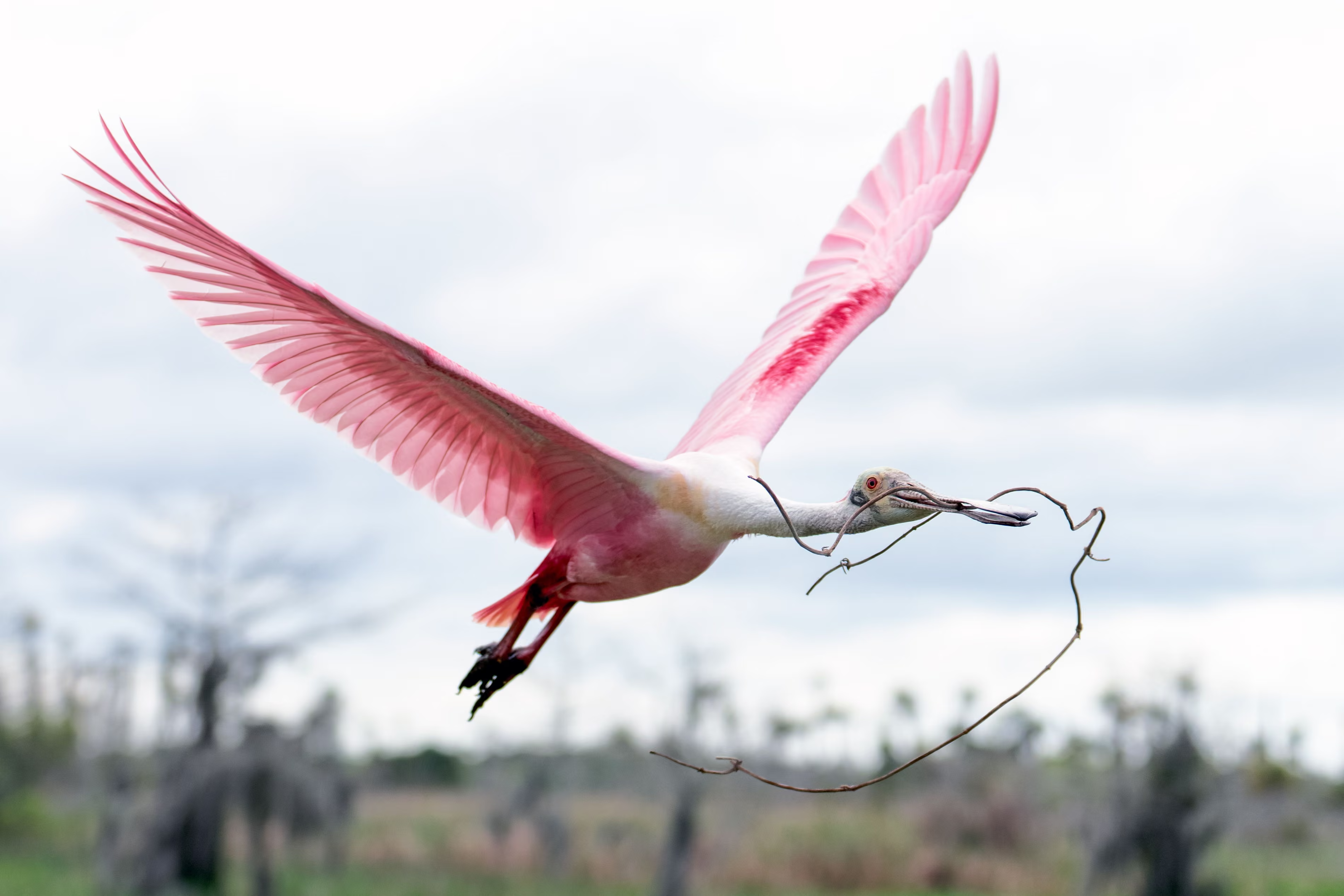 A roseate spoonbill carries nesting material.