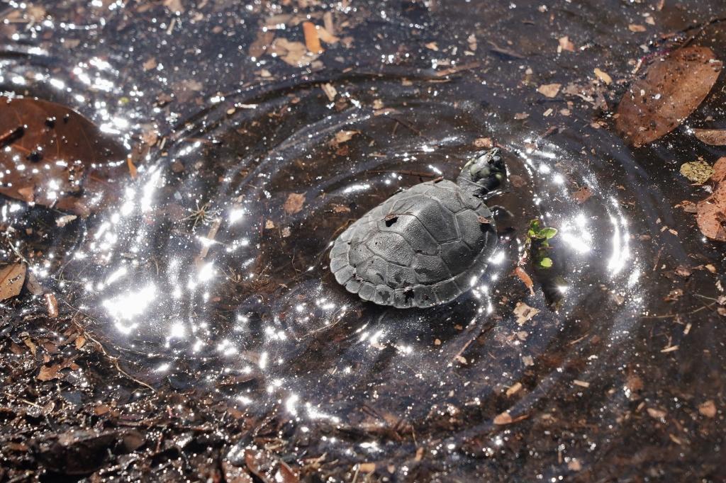 An Arrau turtle makes its escape.