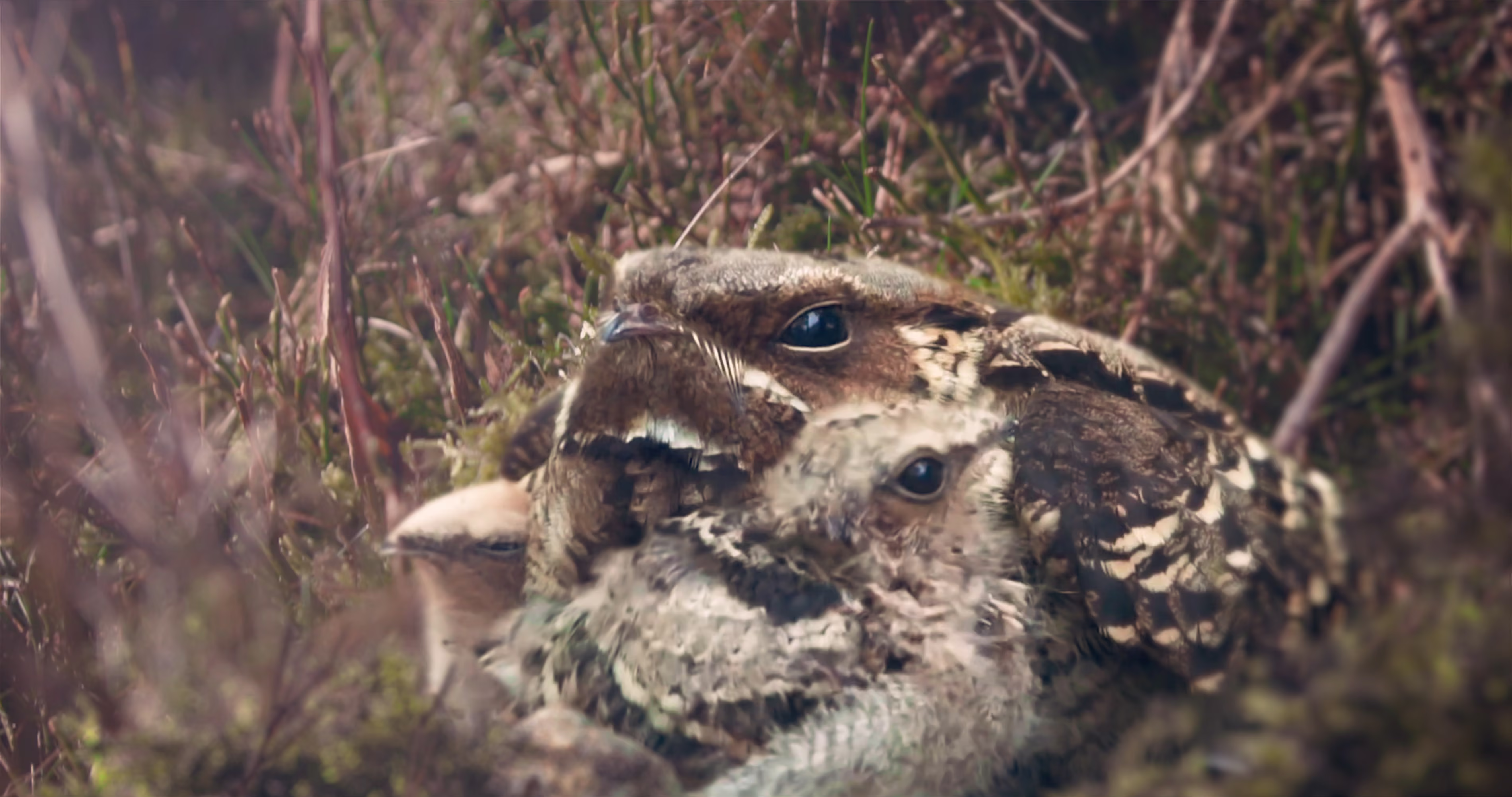 A family of nightjars.
