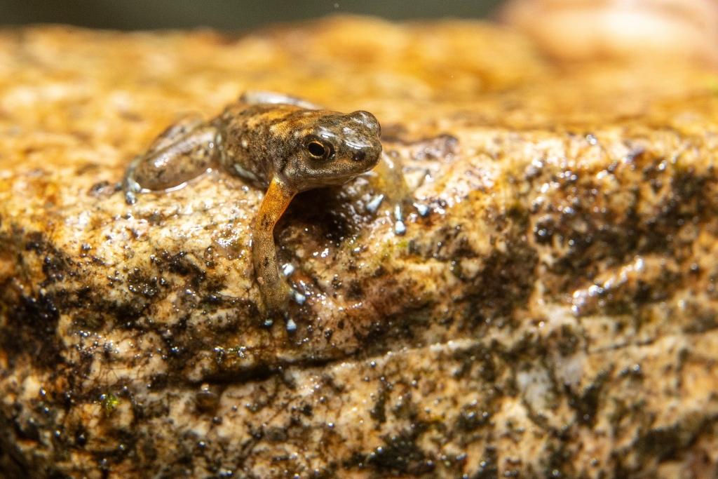 A rocket frog.