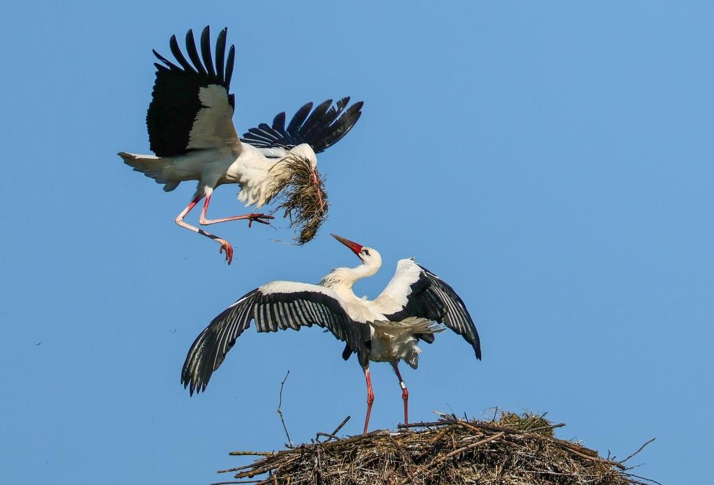 A white stork brings nesting material to its mate.