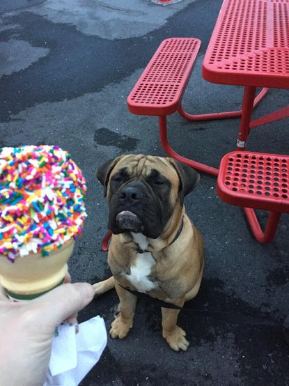 Dog looking grumpy at ice cream being held by a human.