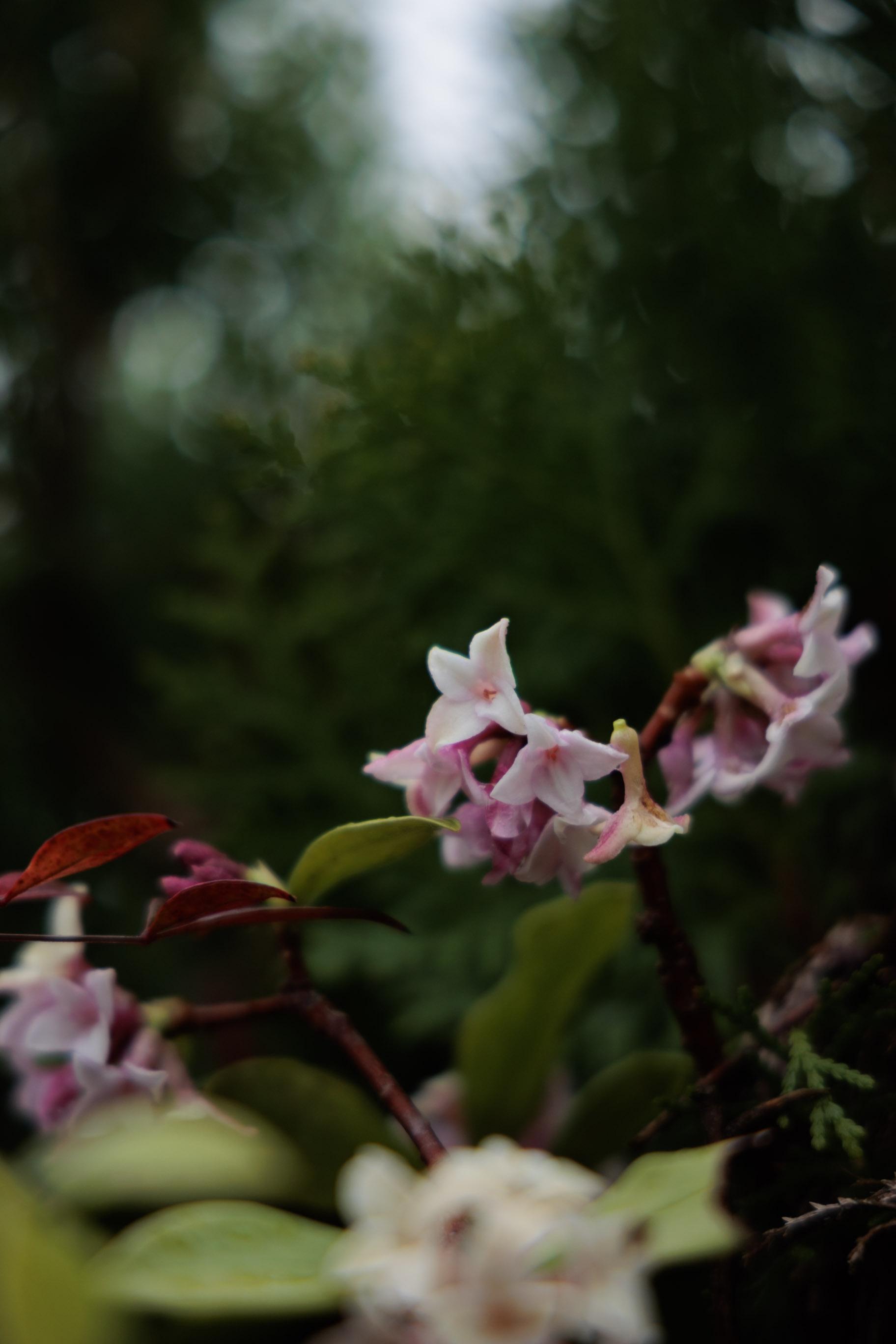 Close-up of small pink and white flowers on a branch with blurred green foliage background.