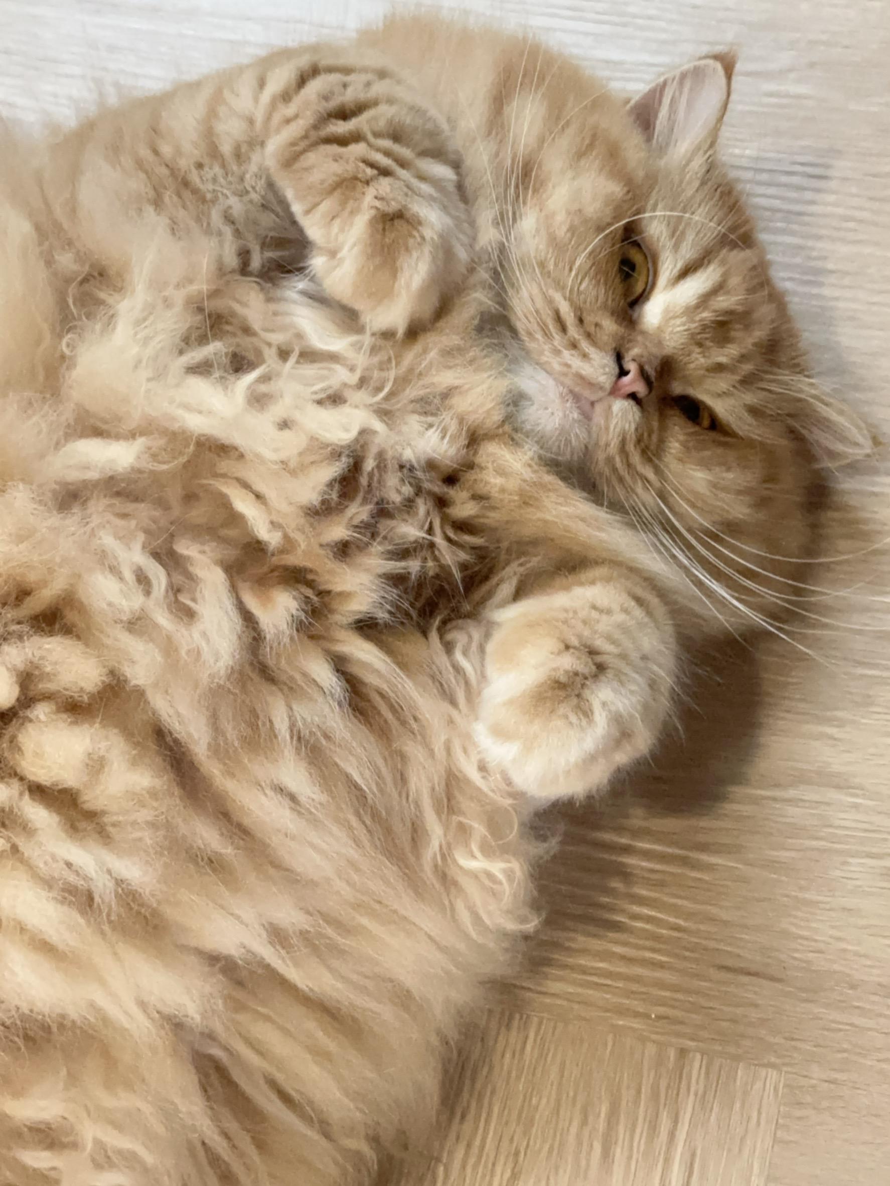 In a mass of orange fur, Leo is laying on her back looking up at the camera. She is an orange Persian cat. The image is cropped so you only see her upper torso, front feet and head. The amount of fur makes her face and front paws look small by comparison.