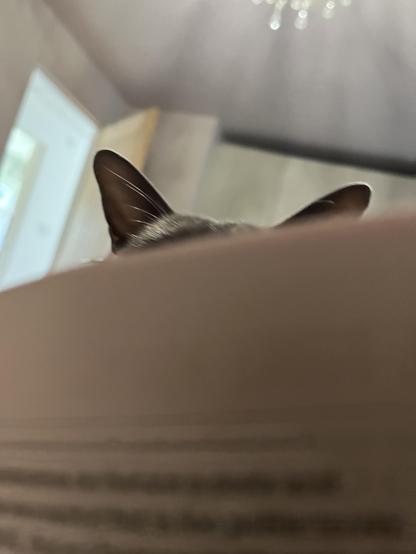 A pair of cat ears appear behind my newspaper