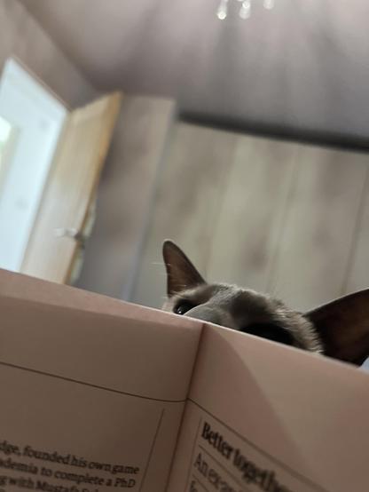 A beady pair of cat eyes peer over the top of my newspaper 