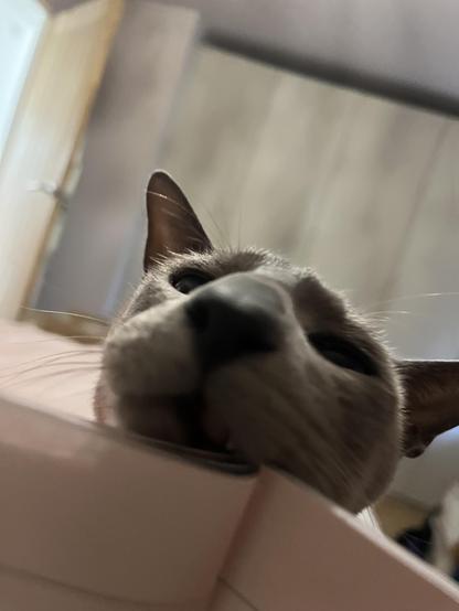 Tiggie a Siamese cat with a snaggly tooth rubs her face over the crease of the newspaper