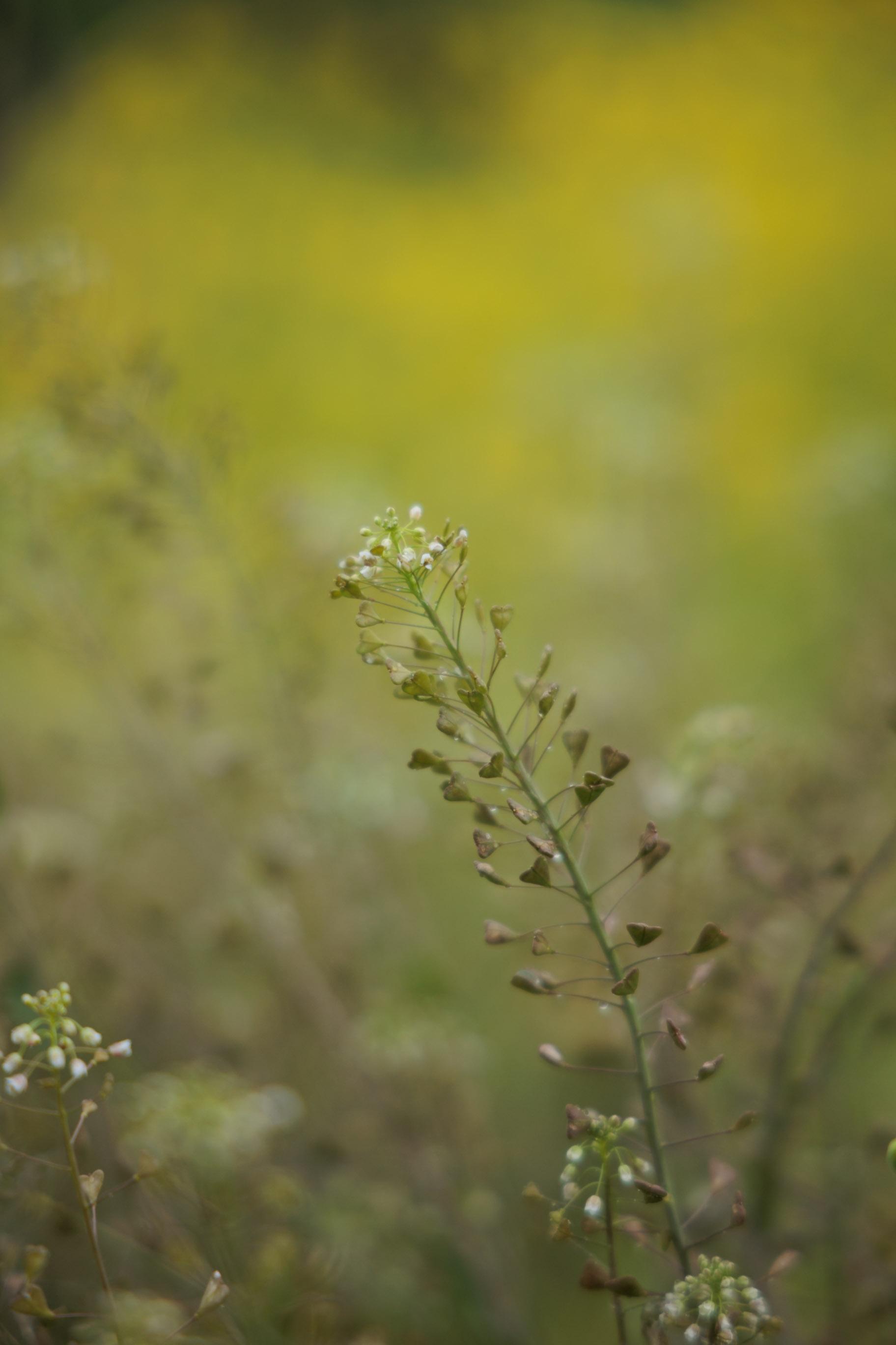 Close-up of a delicate plant stem with tiny white flowers and heart-shaped seed pods against a blurred green and yellow background.