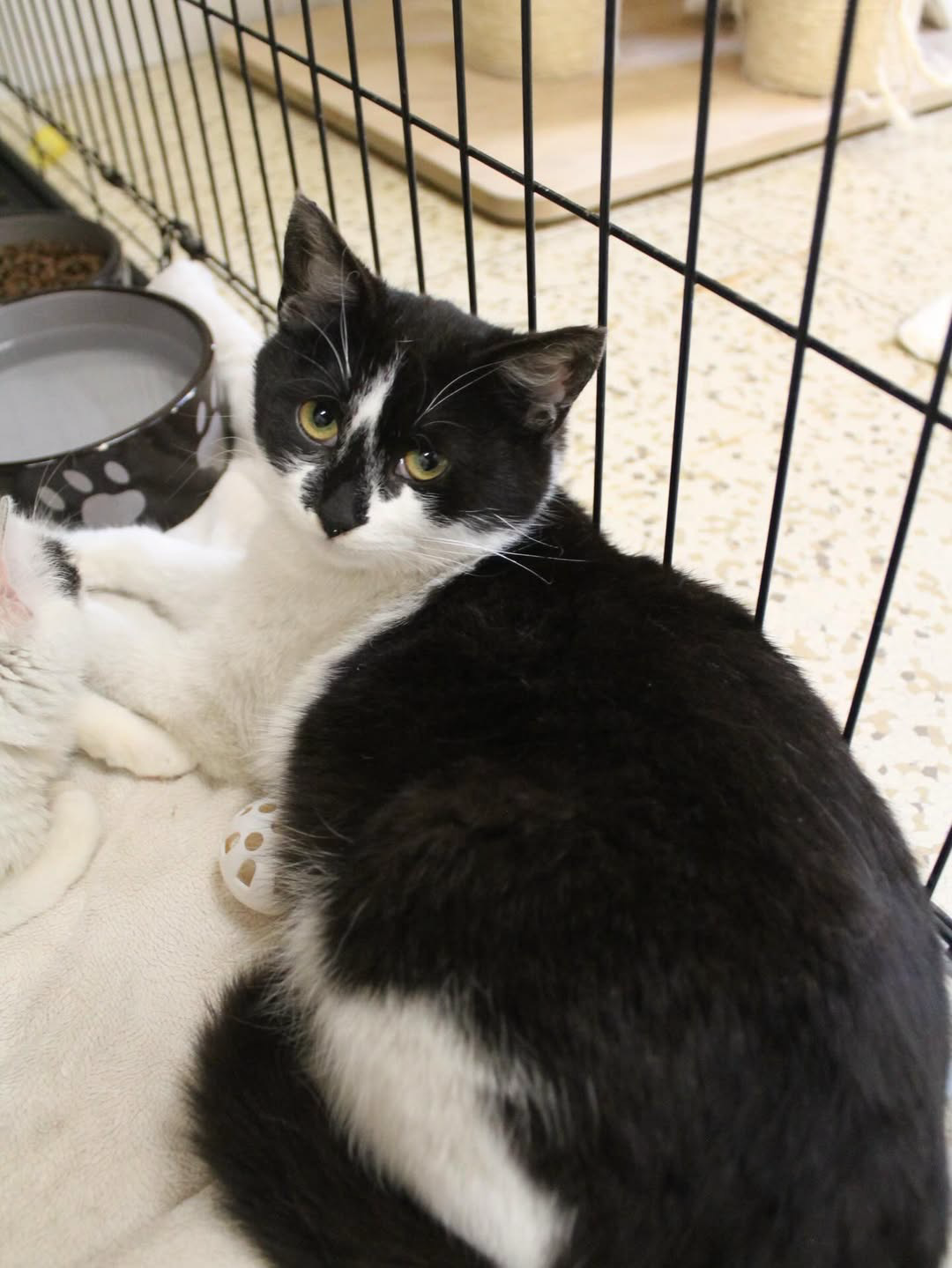A black-and-white tuxedo cat curled up inside a cage, with bright yellow-green eyes and a soft, fluffy coat.