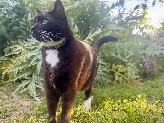 Brown tuxedo cat in a backyard with artichoke plants behind him