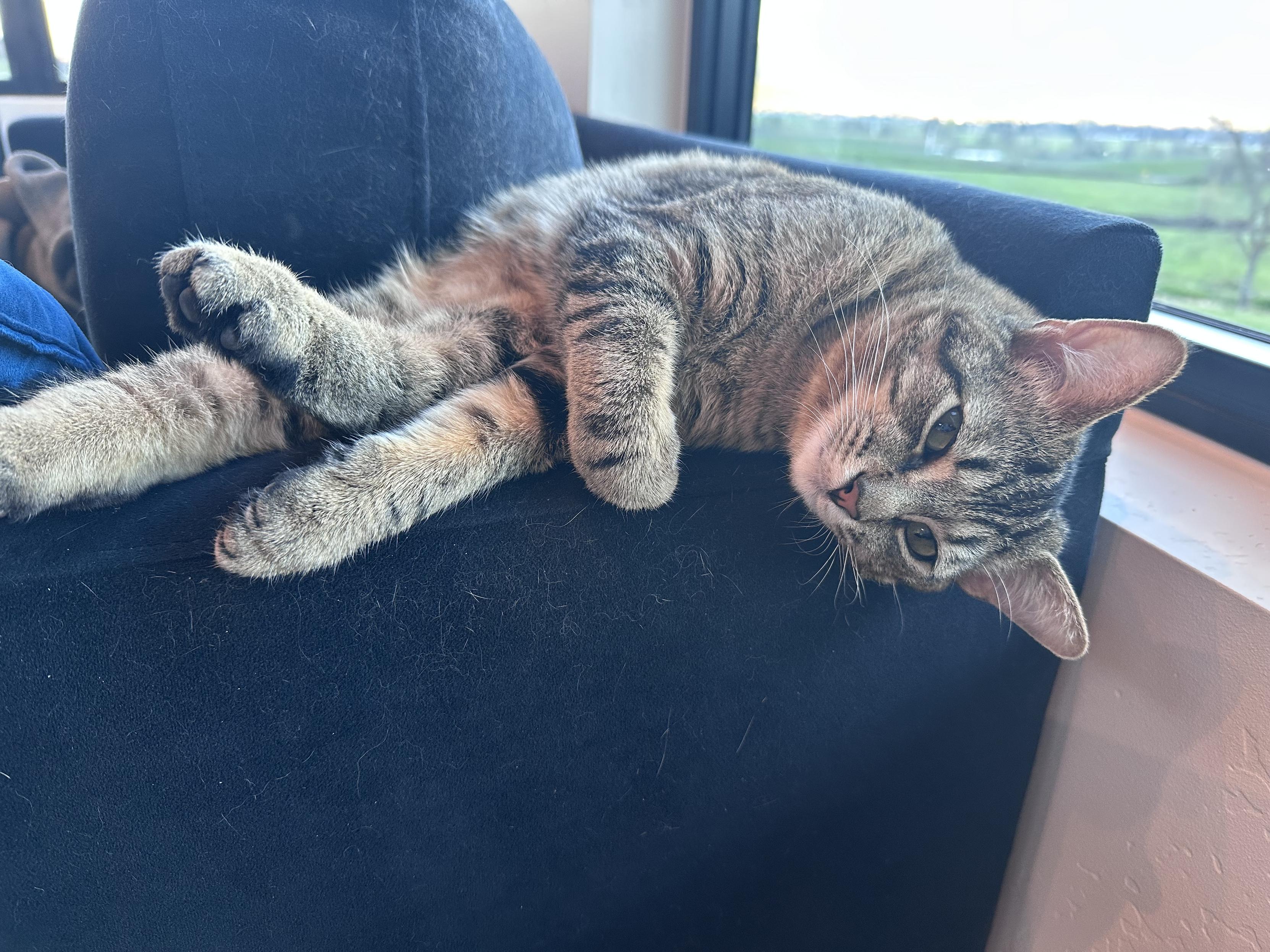 Cato, a tabby cat, lounging on the edge of a black couch with all his very large feet sticking out. Also he is shedding.