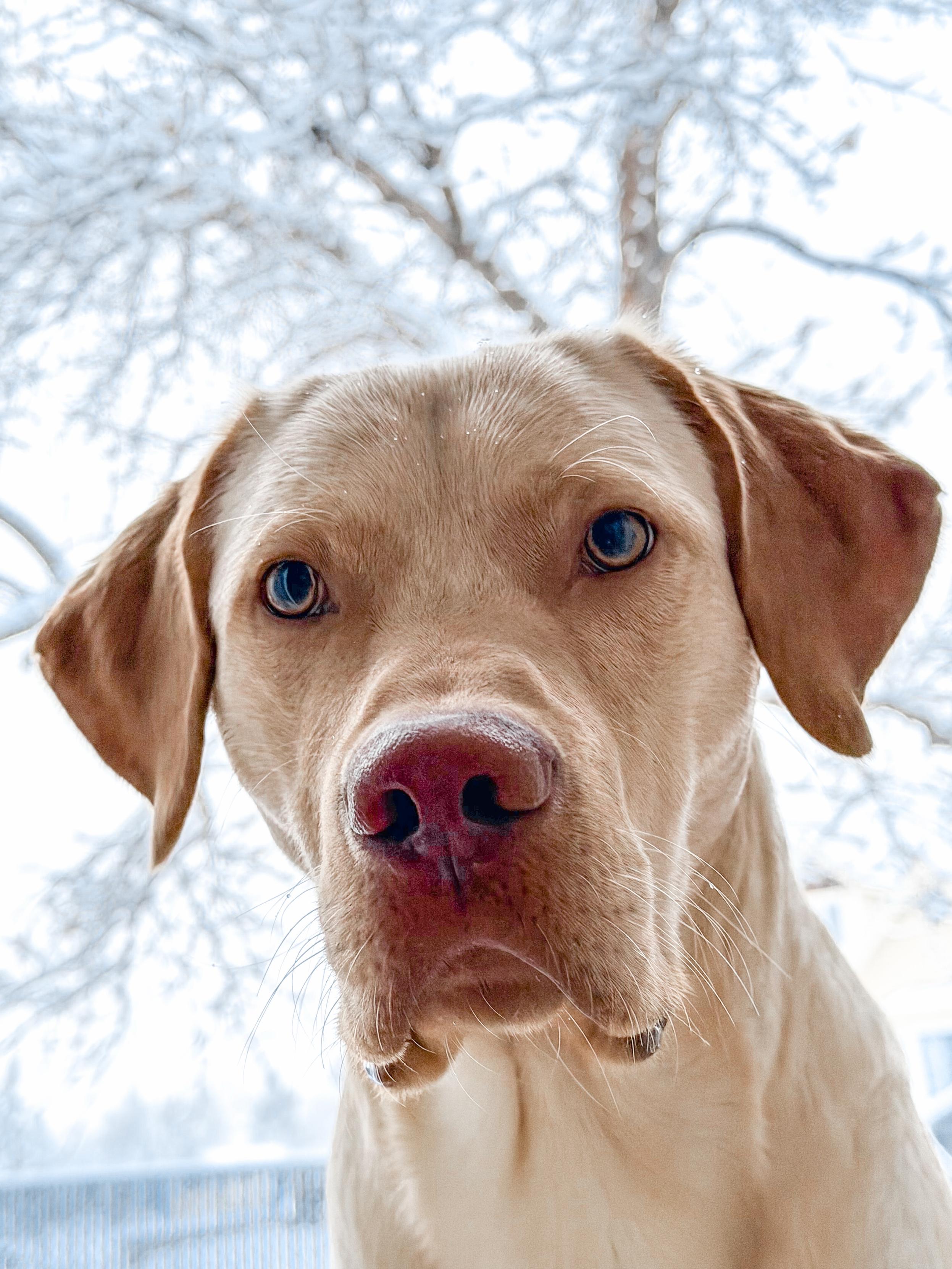This my baby dog, Jake