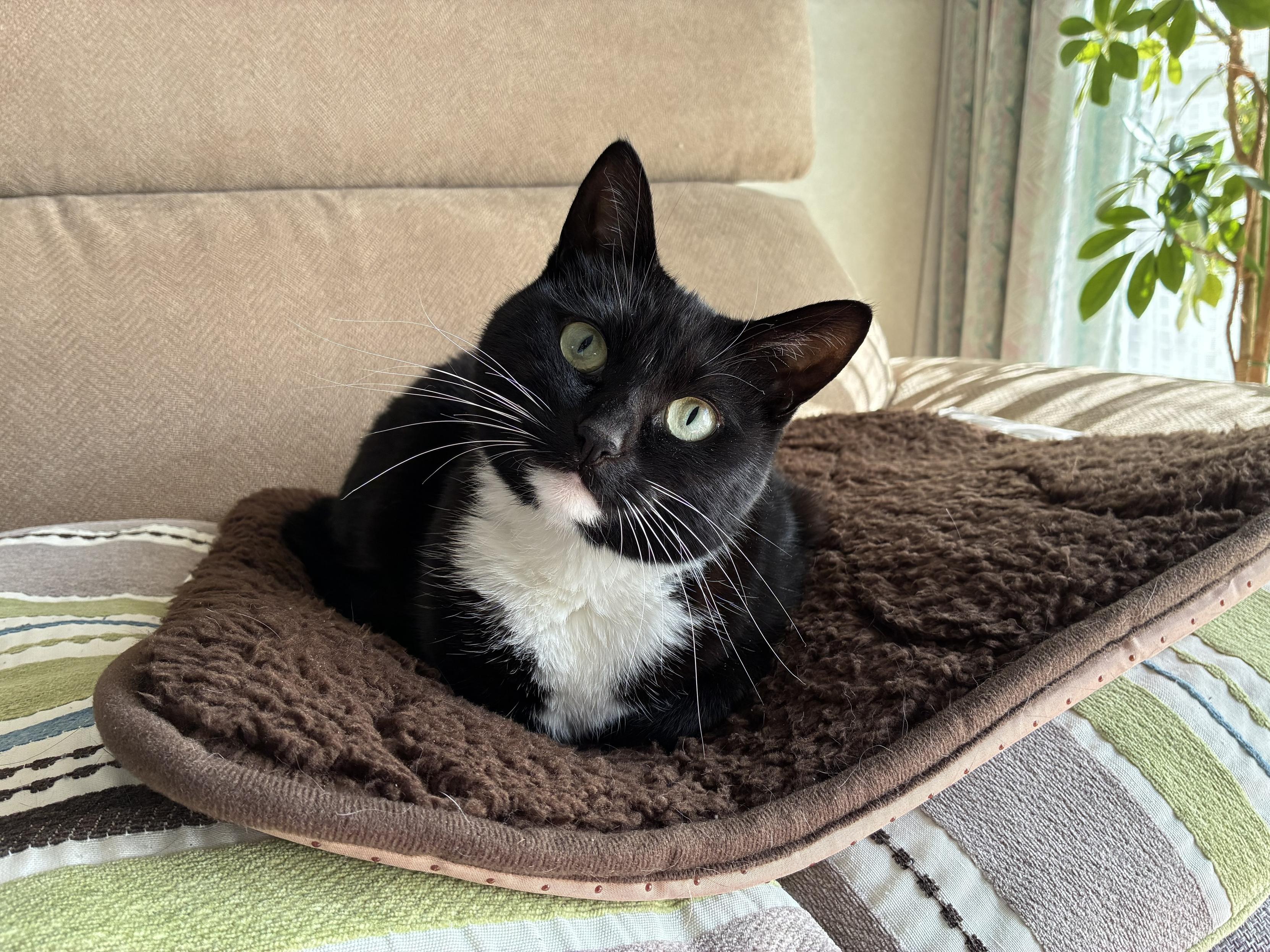 A black and white cat is resting on a brown pet mat, looking curiously at the camera. The background features a beige sofa and a green plant near a window.