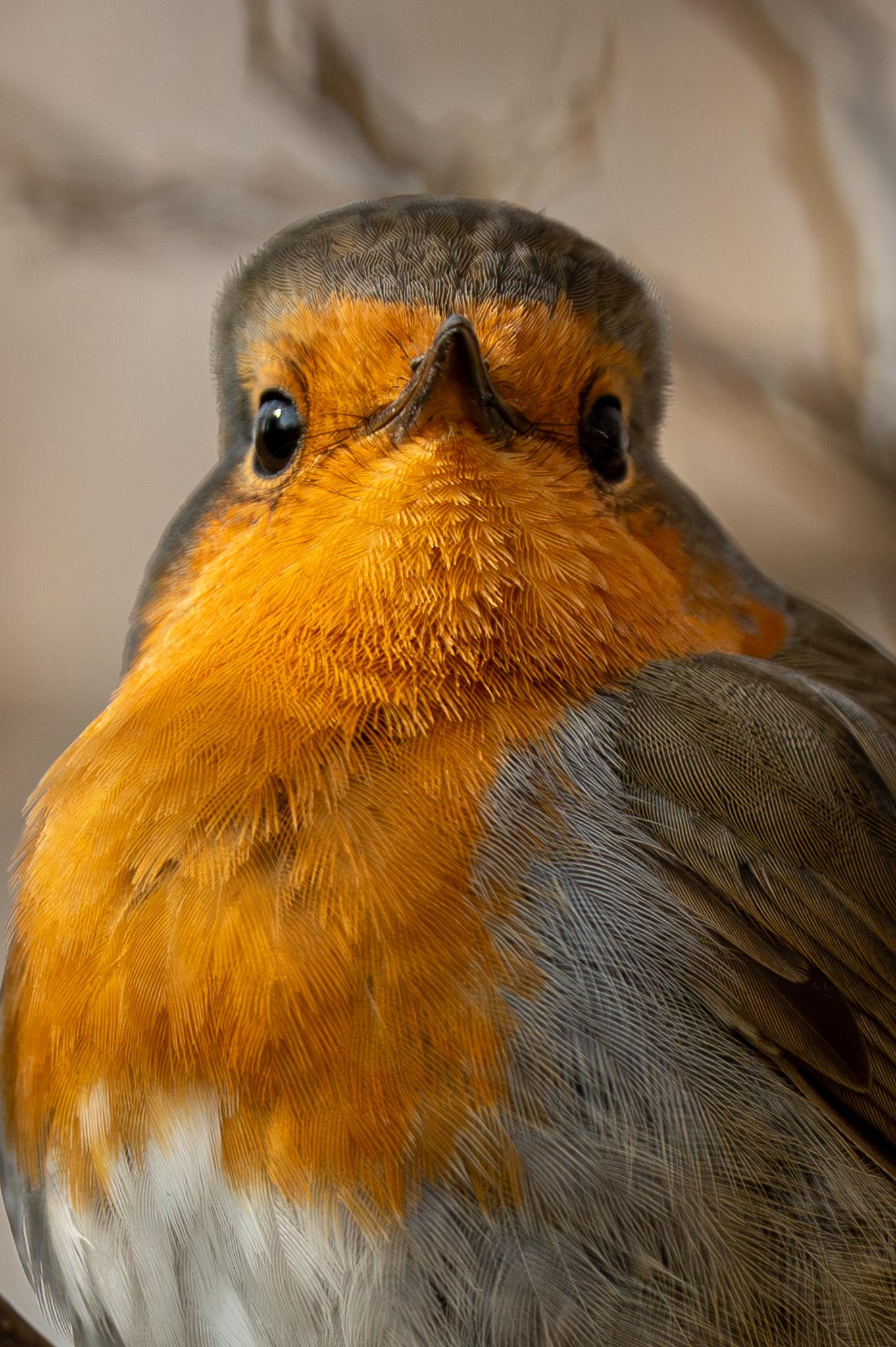 This is a close-up of a European robin facing the viewer. Only the top half of the bird is visible.