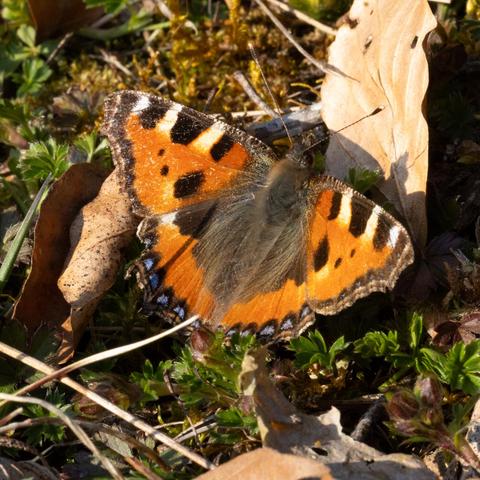 Schmetterling "Kleiner Fuchs" sitzt am Boden in der Frühjahrs-Sonne. braune Flüge und am weiß-schwarze Flecken am vorderen Rand.