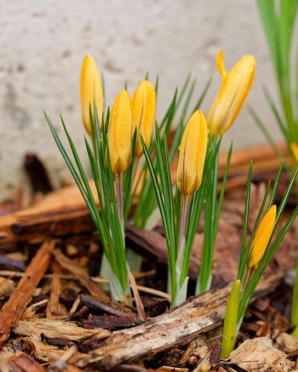 6 yellow crocuses with green foliage are bursing out of wood chip mulch