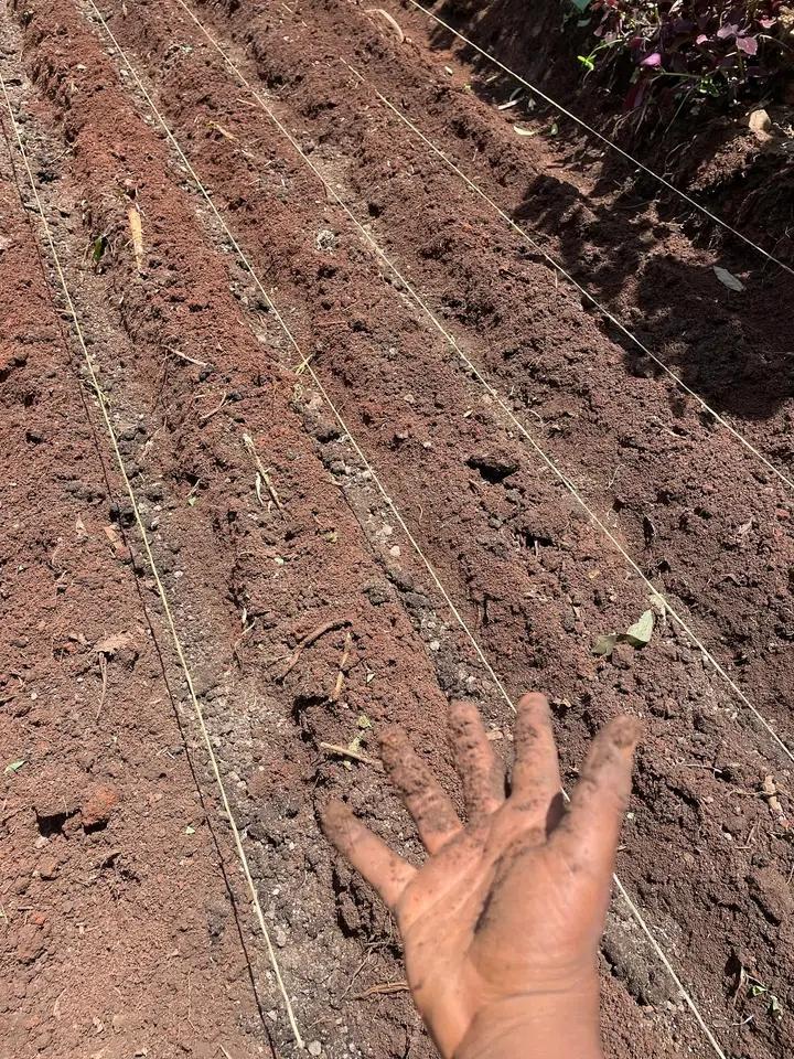 A prepared nursery bed ready to have some seeds put in it.