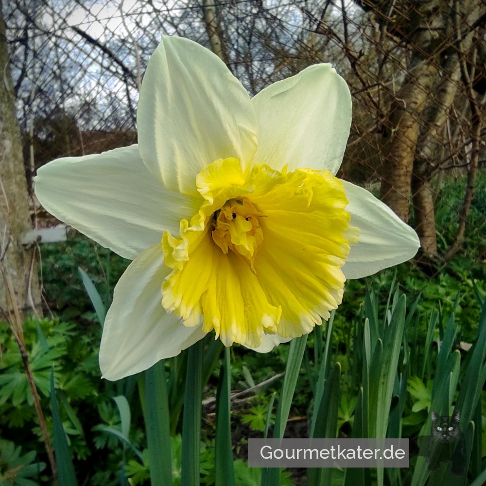 Im Garten