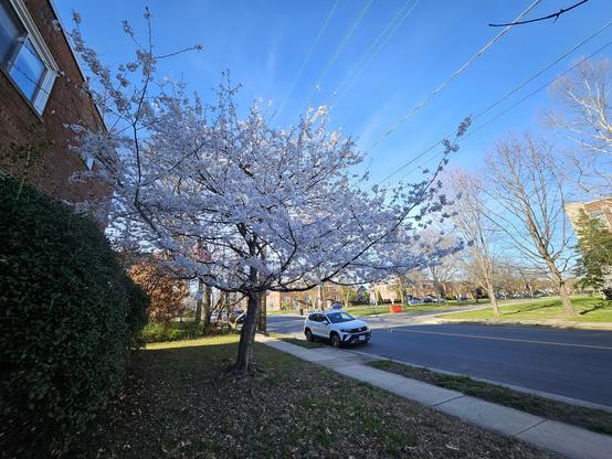 A medium-height tree beside a quiet street. The tree is in full bloom, with small blossoms all over that might be pale pink or white.