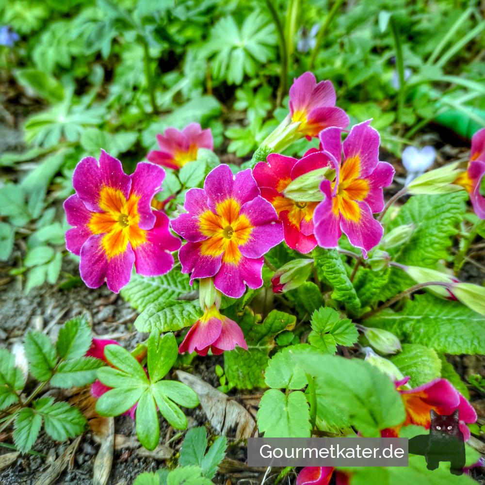 Frühling