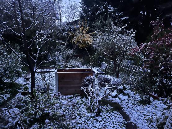 Garten mit diversen Obstbäumen und einer Forsythie unter Schnee. (26.3., 6.00 Uhr).