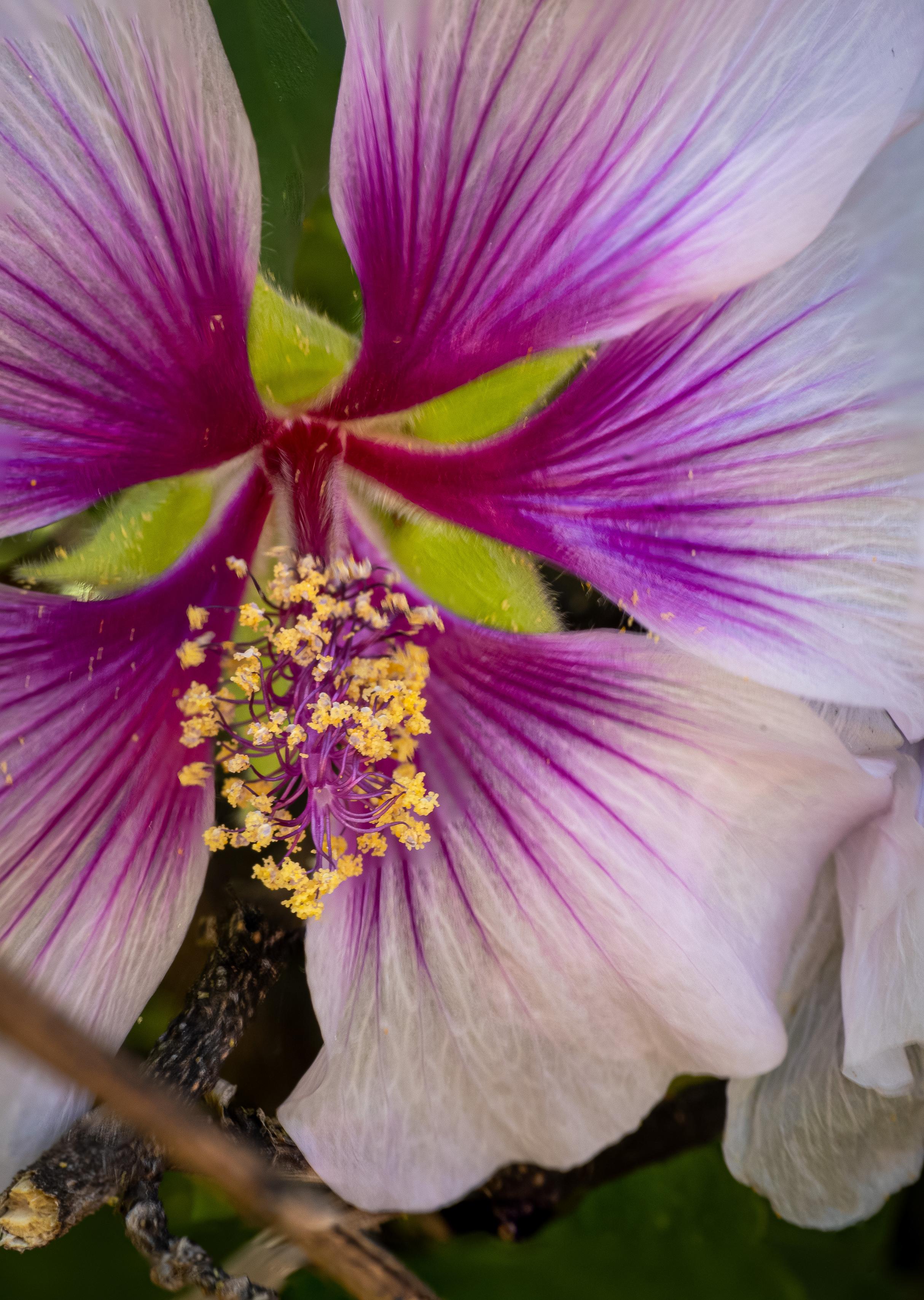 yellow pollen on a pink and purple flower