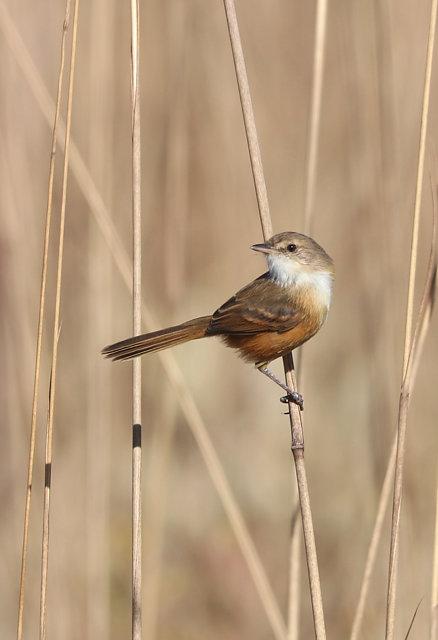 Aves do Brasil (@avesbrasil@mastodon.social)