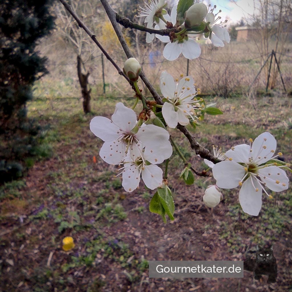 Obstblüte