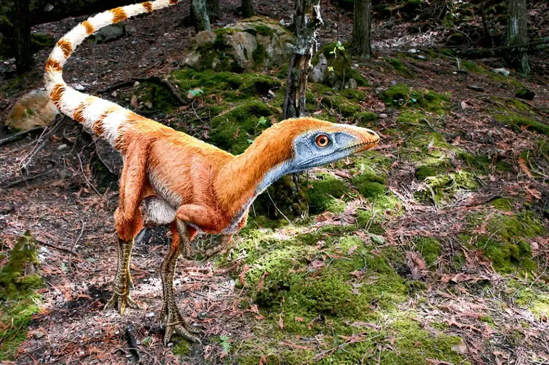 Artistic recreation of sinosauropteryx, a small dinosaur with brownish red feathers down it's back and alternating bands of white and brown feathers down it's tail.
Photo credit: Julius T Csotonyi/Science Photo Library